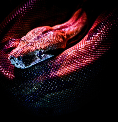 Can’t Snake Me | Boomplay Music