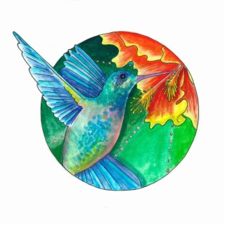 Colibri beijaflor