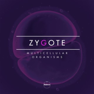 Zygote