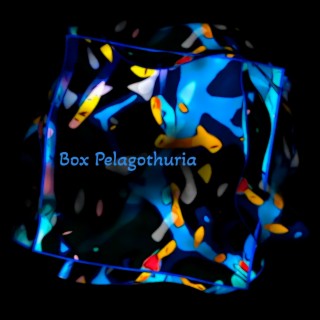 Box Pelagothuria