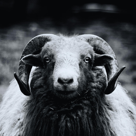 Black Sheep | Boomplay Music