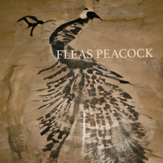 Fleas Peacock