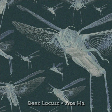 Beat Locust | Boomplay Music