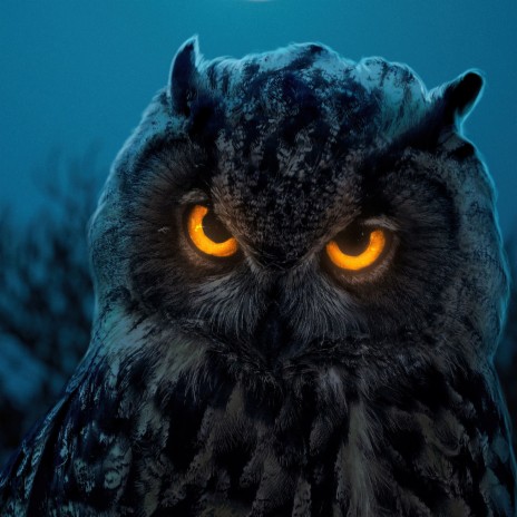 Night owl | Boomplay Music