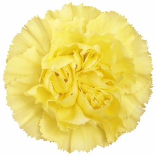 Carnation