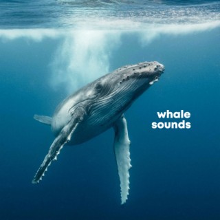 Whale Sounds