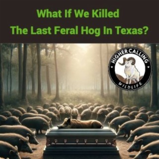 What If We Killed The Last Feral Hog In Texas?