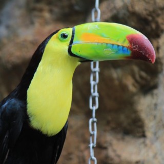 TouCan Music