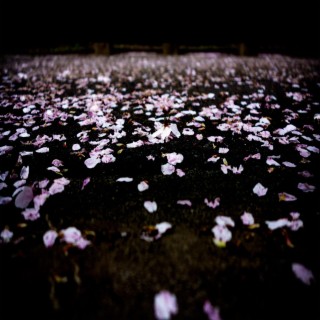 When The Petals Fall