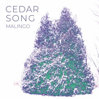 Cedar Song