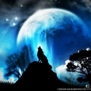 Midnight wolf