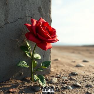 Rose from Concrete