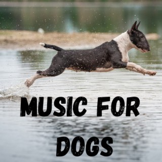 Music For Dogs (Vol.49)