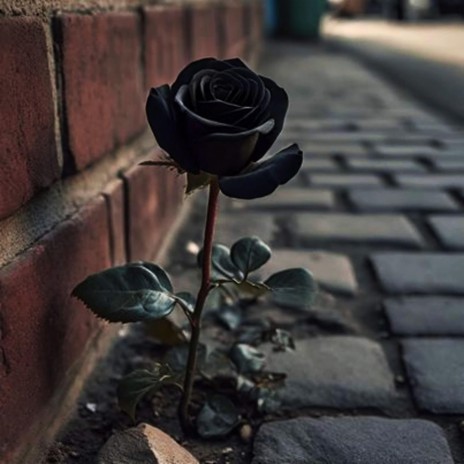 Black Rose Blooming | Boomplay Music