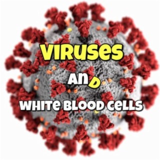 Viruses & White Blood Cells