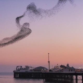 Brighton Starlings
