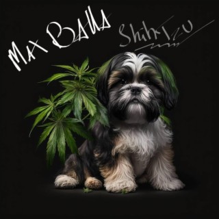 Shihtzu