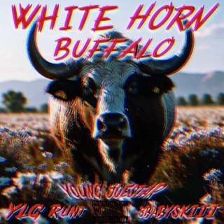 White Horn Buffalo