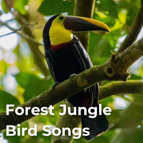 Forest Birds Chirping Soothing ft. Nature Therapy, Natural Awakening, Nature Sounds Nature Music, The Nature Songs & Wildlife Recordings | Boomplay Music