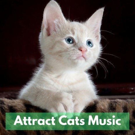 Music to Attract Cats G.S. | Boomplay Music