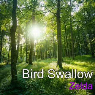 Bird Swallow