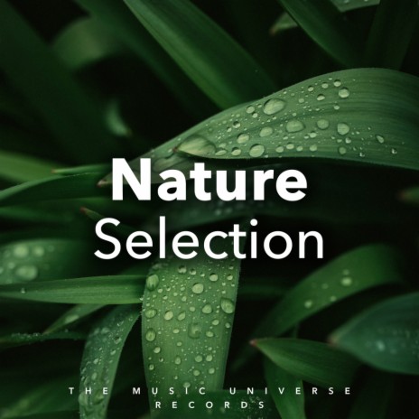 True Nature Sounds ft. Nature Sound Collection