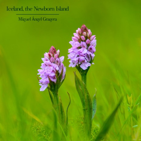 Iceland, the Newborn Island (Original Motion Picture Soundtrack)