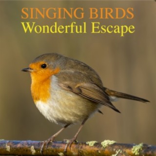 Singing Bird Escape - Jogo Gratuito Online