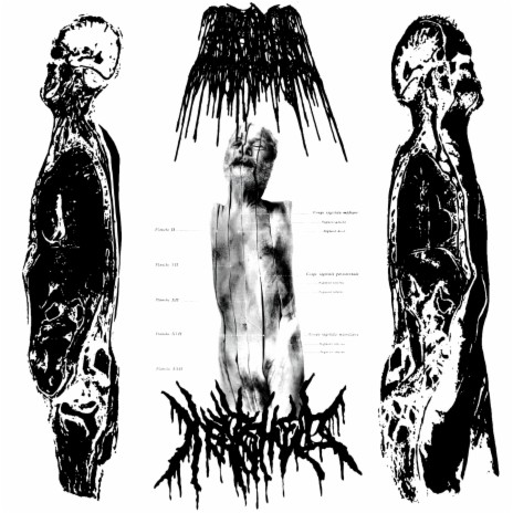 Parasitic Turmoil | Boomplay Music