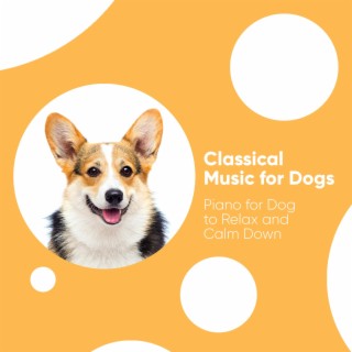 Classical Music for Dogs: Piano for Dog to Relax and Calm Down