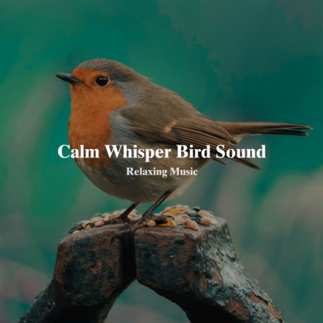 Calm Whisper Bird Sound | Boomplay Music