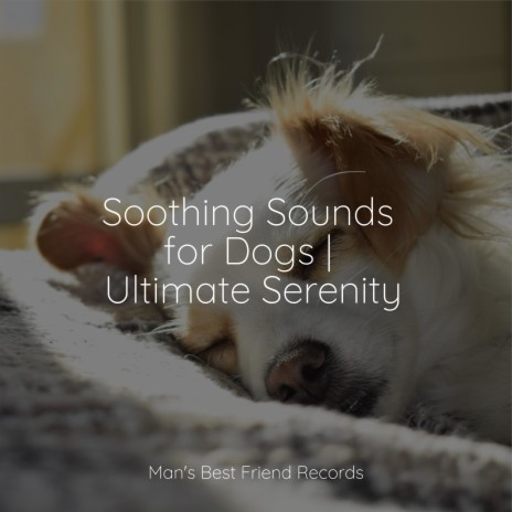 Comforting Sounds - Dog Music MP3 download | Comforting Sounds - Dog Music  Lyrics | Boomplay Music