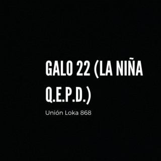 Galo 22 La Niña QEPD