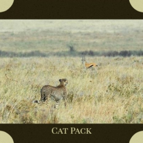 Cat Pack | Boomplay Music