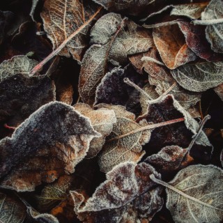 fallen leaves