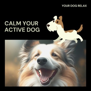 Calm Your Active Dog