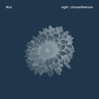 night : chrysanthemum