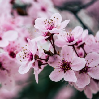 Cherry Blossoms