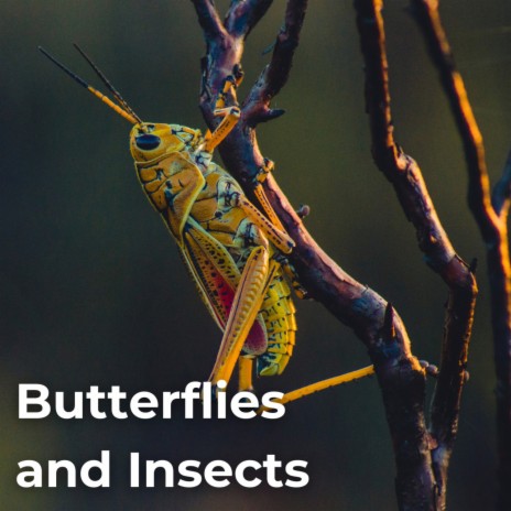 Insects Butterflies Singing ft. Wildlife Recordings, Forest Sounds, Feathern, Beautiful Nature Sounds & Earthlite