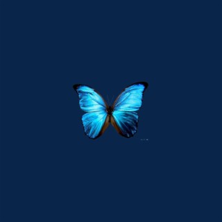 butterflies lyrics | Boomplay Music