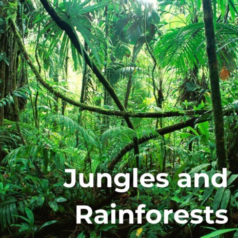 Many Jungle Birds ft. In Natura, Earthly Sounds, Rain Recordings, Refreshing Rain & Relaxing Rains