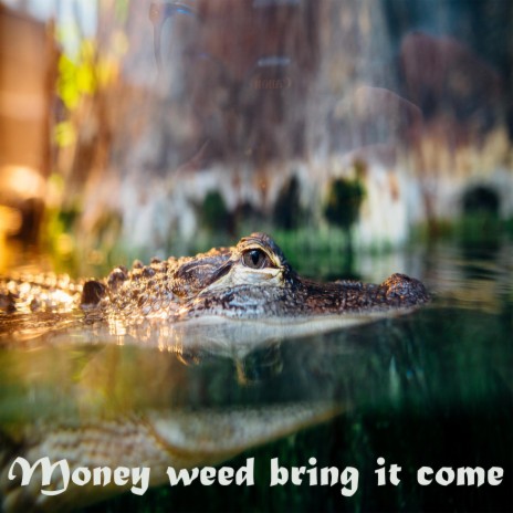 Money weed bring it come | Boomplay Music