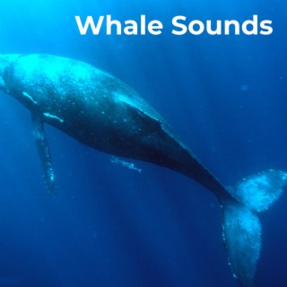Whale Sounds