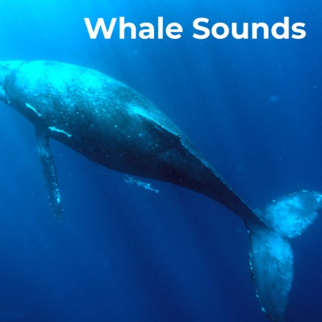 Deep Sea Whales ft. Underwater Sound, The Nature Songs, Nature Expedition, Humpback Sounds & Whales Sample | Boomplay Music