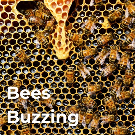 Bees Buzzing Hive ft. Earthlite, Relaxing Noises, Heal Your Soul, Pinetree Way & Seasons Of Nature