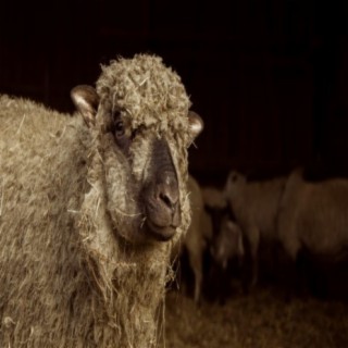 Grey Sheep