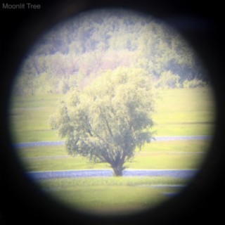 Moonlit Tree