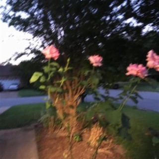 in the rose garden lyrics | Boomplay Music