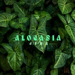 Alocasia