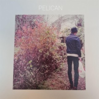 Pelican